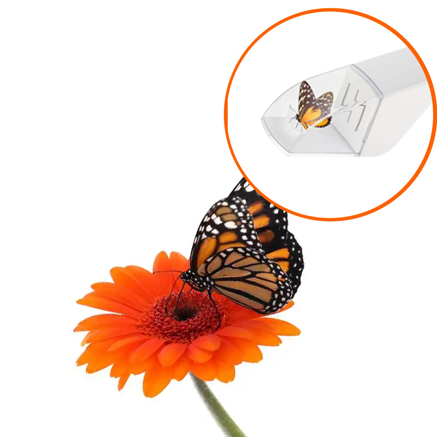Fly Trap Insect Catcher Moth F - đánh giá và giá Fruit Roll Up