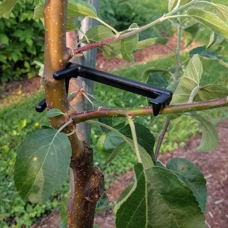 Fruit Tree Branch Puller Plant - đánh giá và giá Fruit Roll Up
