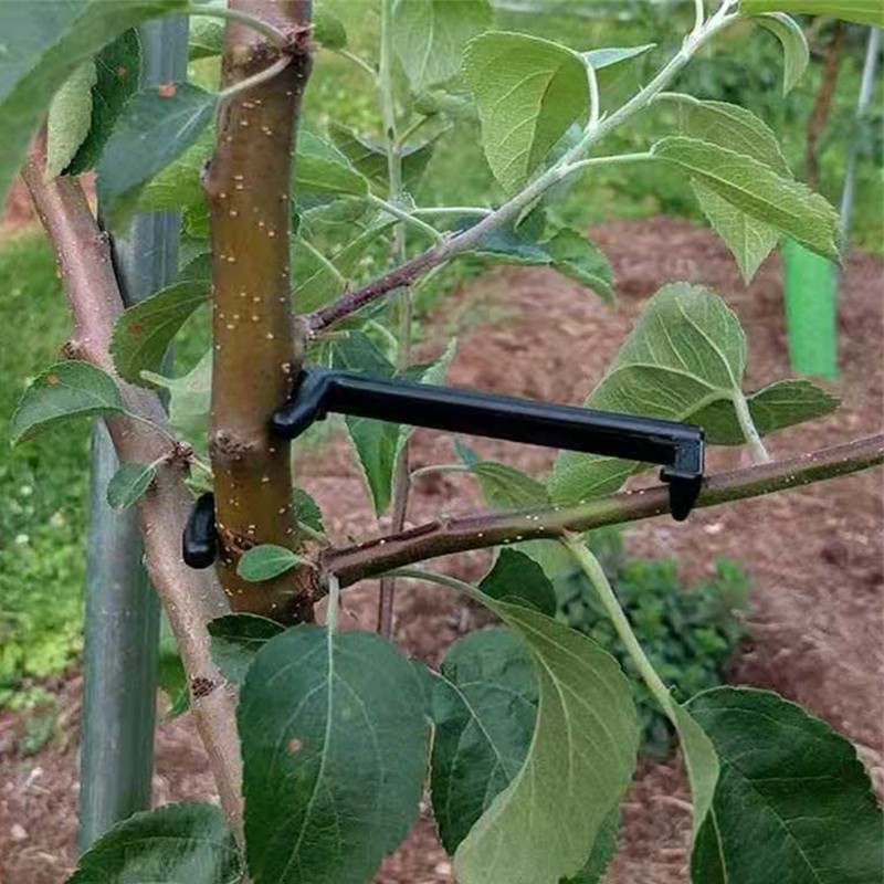 Fruit Tree Branch Puller Plant - đánh giá và giá Fruit Roll Up