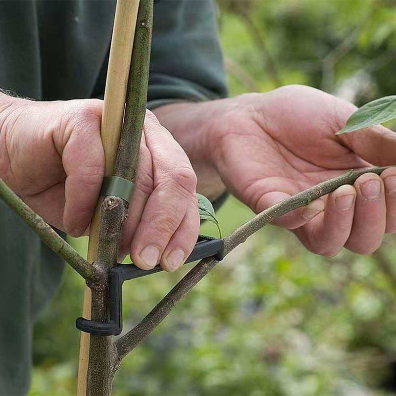 Fruit Tree Branch Puller Plant - đánh giá và giá Fruit Roll Up